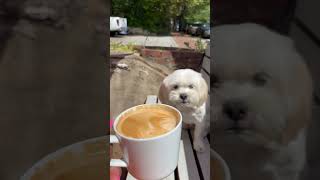 #coffee #smalldog #dogmom