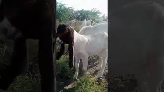 Cute Goat 🐐baby #camel #youtubeshorts #animals #goat #ytshorts #youtube