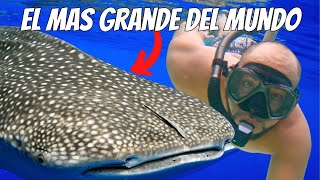 NADE con el TIBURON mas GRANDE de MUNDO! - Tiburon Ballena