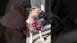 Boxer Dog Eating Raw Food: Chicken 🍗❤️ #asmreating