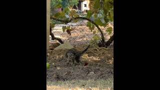 Stray kitten pooping in our garden