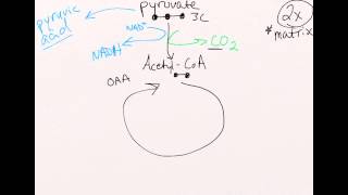 Cellular Respiration Vol 3 (Krebs Cycle)