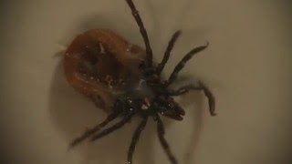 Ixodes ricinus собачий клещ, иксодный