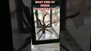 WHAT KIND OF SPIDER TARANTULA OR NOT?