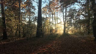 Exploring nature - Beautiful sceneries of woods, pastures, lakes & rivers 🇸🇪