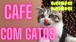 Gato Latte - O Café com gatos da Colômbia - MISHI - Danuxa na Colômbia