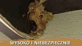 Wysoko i niebezpiecznie - usuwanie gniazda - likwidacja gniazda - gniazdo szerszeni - szerszenie