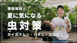 【もう悩まない】夏に気になる虫対策を植物バイヤーが解説します！カイガラムシ、ハダニ、コバエの見つけ方、対処法、予防策まで全て解決◎