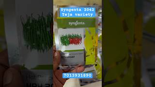 #syngenta#HPH2042#chilli#teja variety#mirapa#mirchi#viralshorts#ytshorts@pallerythu1