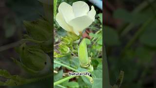 Natural life #youtube #nature #entertainment #enjoy #satisfying #shorts #shortvideo #subscribe