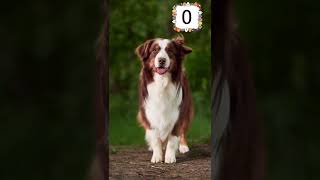 Guess the dog breed part 3 #dog #dogs #dogbreeds #dogbreed #dogquiz