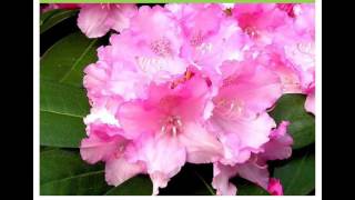 Rhododendron  'Silberwolke'