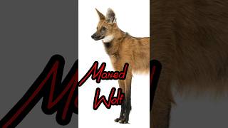 Maned Wolf #wolf #factshorts