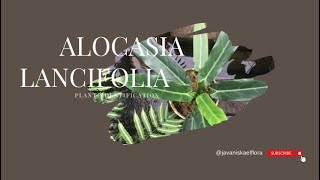 Alocasia Lancifolia | Plant Identification | #alocasialancifolia #alocasia #aroid