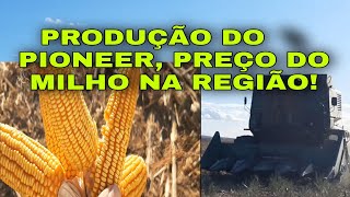 COLHENDO O MILHO PIONEER+SACAS/TAREFAS+PREÇO DO MILHO DIA 27/10/2021. #roçaegado