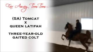 Far Away Tom Tom - Three Year Old Gaited Colt