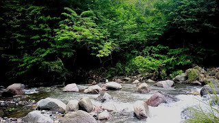 8 Hour Relaxing Forest River | Crystal Clear Water Sounds 4K ASMR | Nature Meditation Ambience