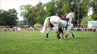 Danse avec les chevaux (HD)