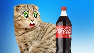 Cat's challenges -My cat really hates Oranges Coca Cola and Aspirin