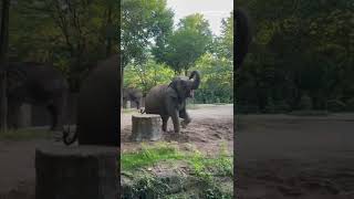 Feeding time for the Elephants