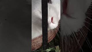 need independence#youtubeshorts #rabbite #animal