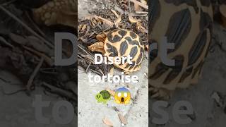 Dissert tortoise 🐢 with Orange cat |  #tortoise #catlover