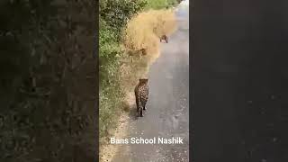 Cheetah at Barnes School and Junior College