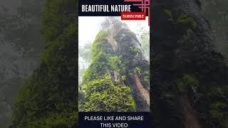 Can You Really Find BEAUTIFUL TREE VIEW | Beautiful Tree View at Jungle #shorts #viral #music