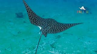 Stingray/ Mantarraya