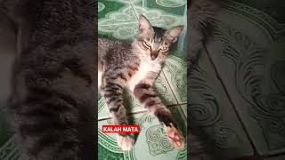 KALAH MATA #shorts #kucing #kucinglucu #kucingimut #kucingkampung #cats #viral #istanalokajaya