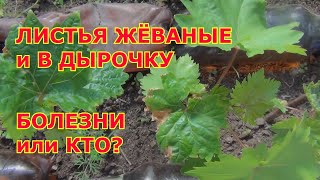 Жёваные листья в дырочку. Хлорозы. АНТРАКНОЗ или Кто?