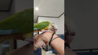 pineapple conure namanya beno #parrot #funny #lovebirds