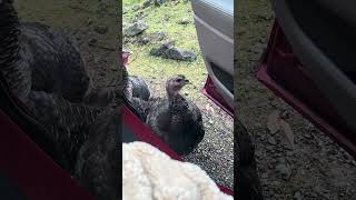 My turkey gave me a curfew #animallover #animals #farmer #farmlifevideos #farming #turkey