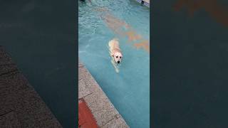 Swimming for the first time 🐶🐕🏊 #swimming #dog #goldenretriever #youtubeshorts #shorts#viral #outing