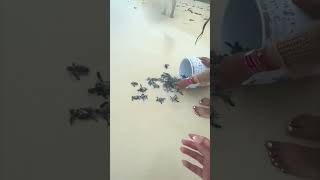 Baby Turtles Released Into Ocean 🐢 #shorts