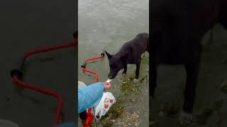 Собака и Рыба - Зимняя Рыбалка ||Dog and Fish on IceFishing