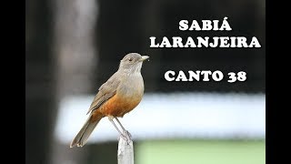 Sabiá Laranjeira Canto 38