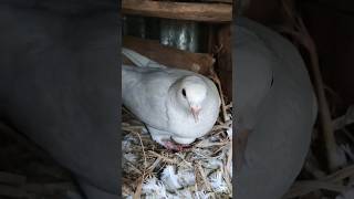 Pigeon breeding setup 🕊️ #video #breeding #setup #animals #india #youtubeshorts #viral #like #top