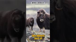 Muskox Magic: Arctic's Woolly Giants #wildlife #nature #animals #naturelovers #animalfacts #facts