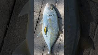 Nice catch trevally #abudhabifishing#shorefishing#shorecasting#trevallyfish#senses#iloveuae