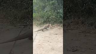 nature is scary....komodo dragon