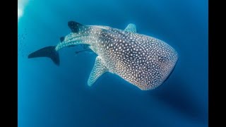 The National Aquarium and Environment Agency – Abu Dhabi: Successful Whale Shark Rescue Mission