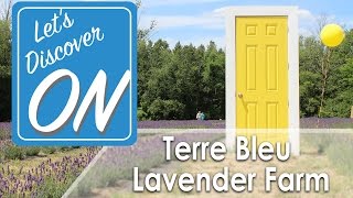 TERRE BLEU LAVENDER FARM in Milton - Let's Discover ON (Largest Lavender Field in Ontario!)