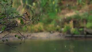 relaxing rain sound for good sleep 😴❤️🌧️#rainsounds #nature #naturesounds #relax #forestsounds