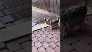 Бегом домой #видеопрособак #pets #собаки #cute #yorkie #животные #funny #шитцу #надаче