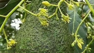 Kỹ thuật ghép bơ ngon mỹ được trồng ở VN. Delicious avocado varieties Caliphonia USA grown in VN