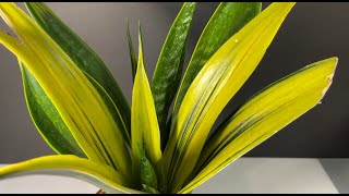 Sansevieria Propagation and Varieties- Taglish with English captions