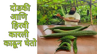 दोडकी आणि हिरवी कारली #bittergourd #ridgeguard #kokan #greenery #sindhudurg #kunkawan #devgad #farm