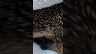 sleepy young hedgehog #rescue #hedgehog #autumn