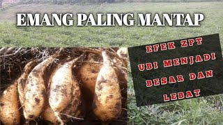 APLIKASI ZPT PACLOBUTRAZOL PADA UBI CILEMBU USIA 2 BULAN.